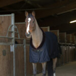 EQUITHEME COOLERDÆKKEN MED TEDDY KRAVE - SORT - 155