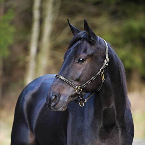 Finntack Elite lædergrime - Brun, 6