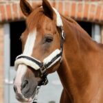 Premier Equine Techno grime med pels foring - Peacock blå, Cob