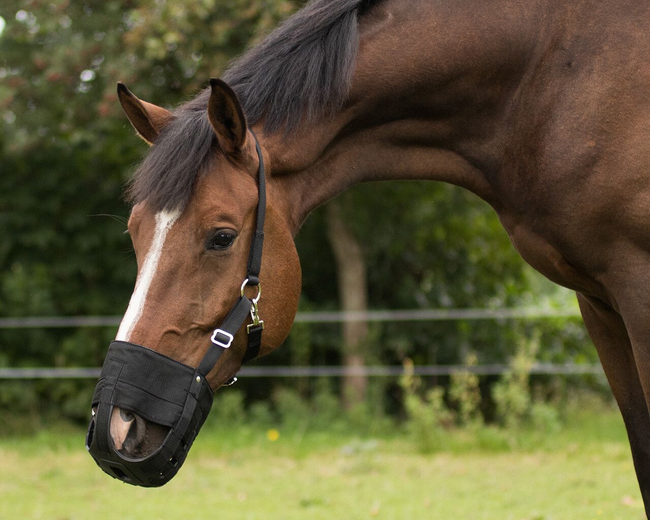 QHP Mundkurv Pony