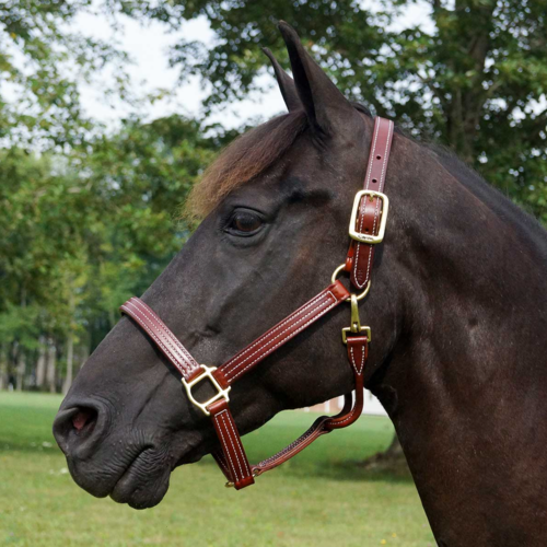 Walsh British lædergrime - Havanna, 7