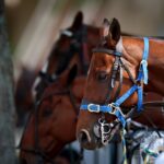 close-up of horse on harness