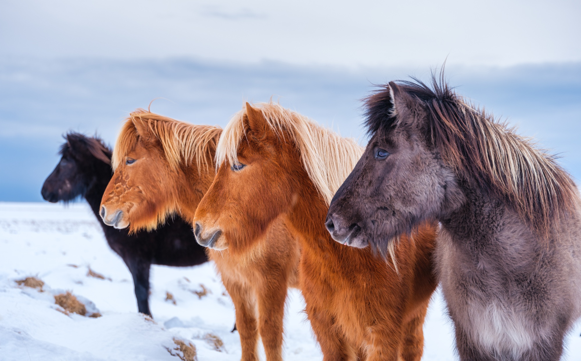 Horses in Iceland. Wild horses in a group. Horses on the Westfjord in Iceland.