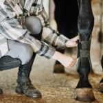 Safety Gear for Horses