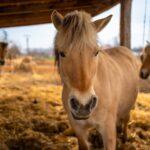The Fjord horse or Norwegian Fjord Horse. Horse in a stable eating hay